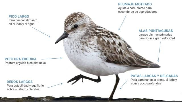 aves playeras caracteristicas