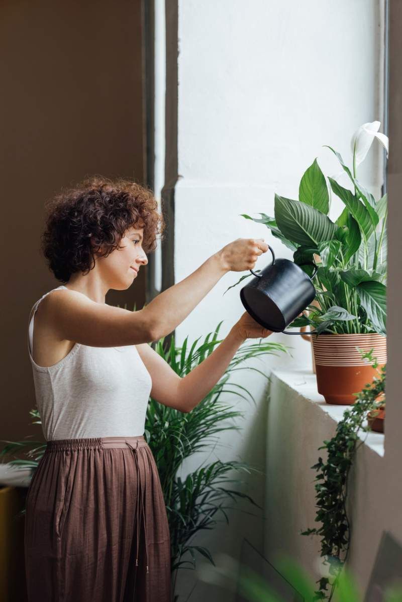 Cada planta requiere frecuencias de riego diferentes