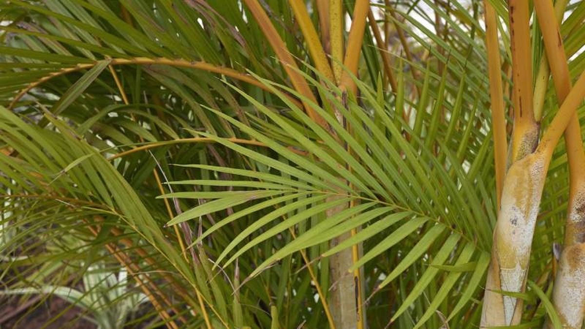 Las hojas de la areca delatan ciertas deficiencias.