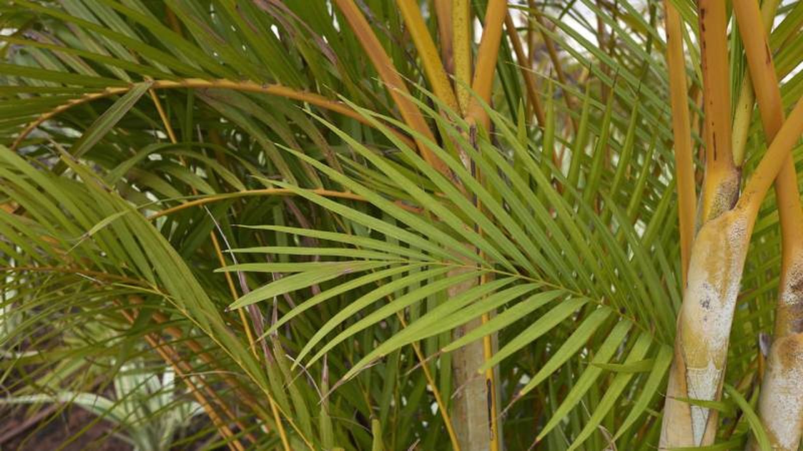 Las hojas de la areca delatan ciertas deficiencias.