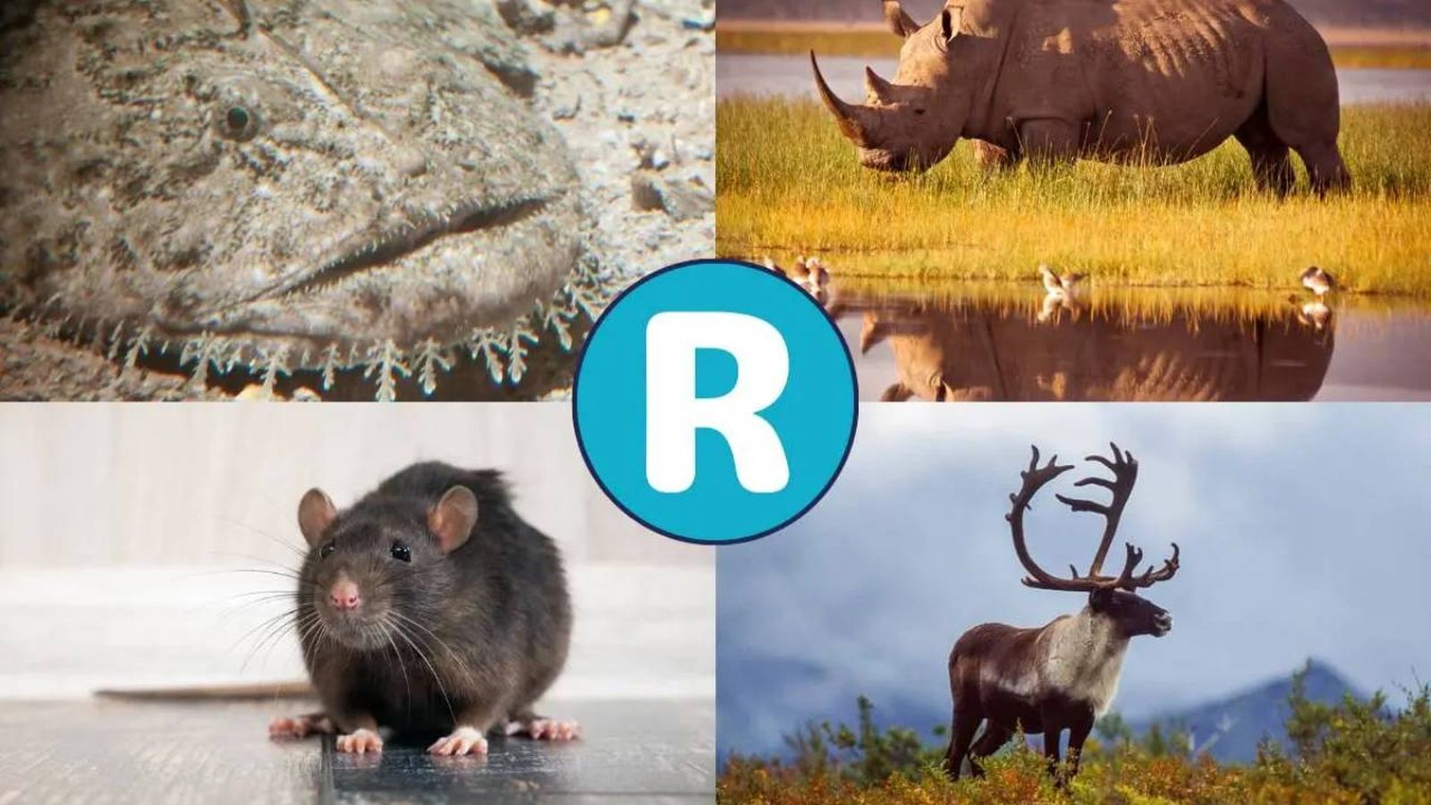 animales que empiezan por r (1)