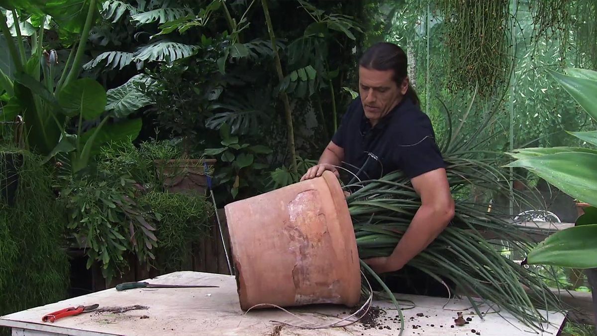 deco 780 jardin multiplicar agaves piteras xl