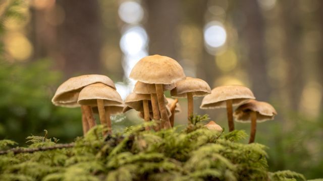 hongos silvestres