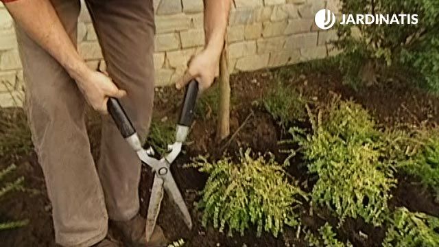 pinzamiento loniceras nítida Baggesens Gold en el jardin xl brico 357