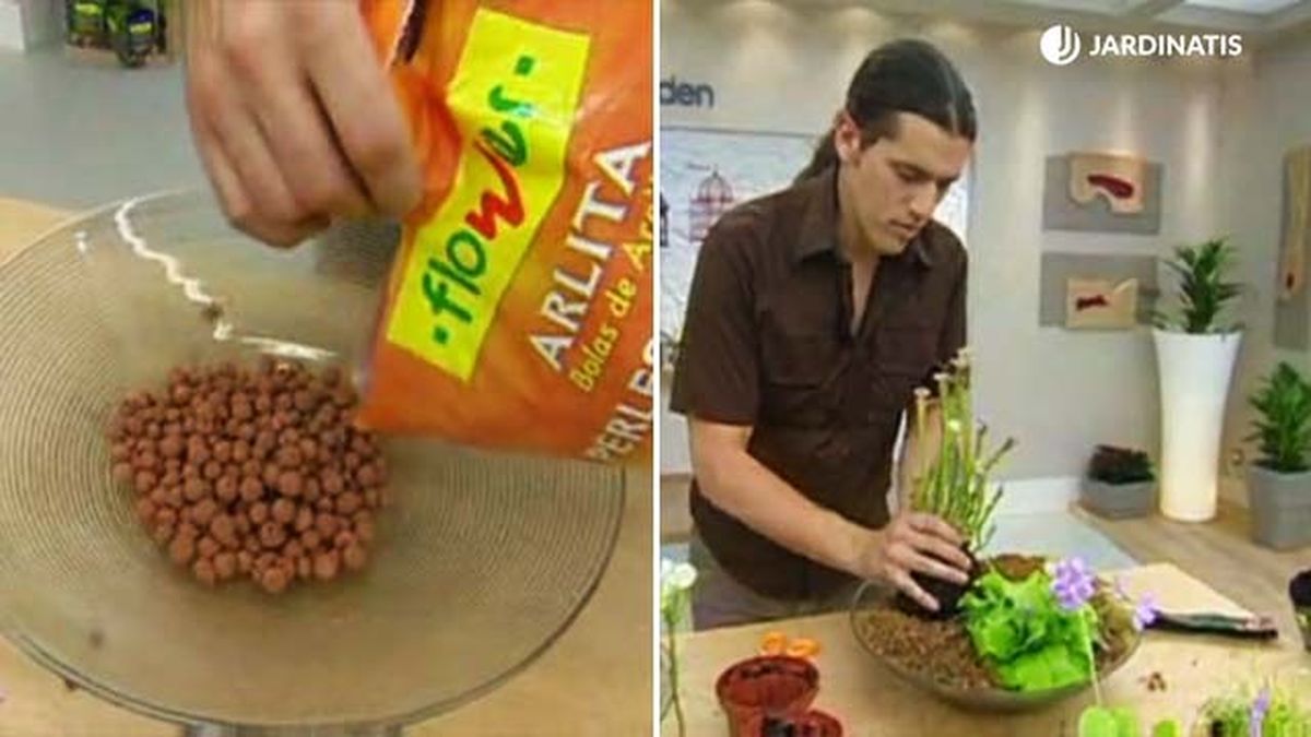 plantacion de plantas carnivoras deco 224