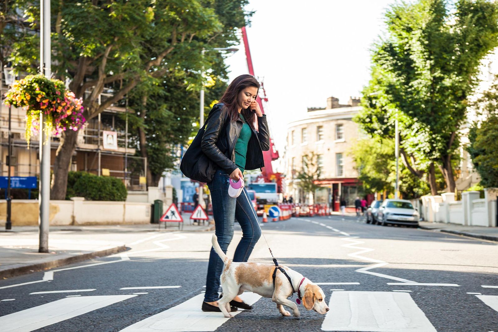 mascotas perros ciudad5