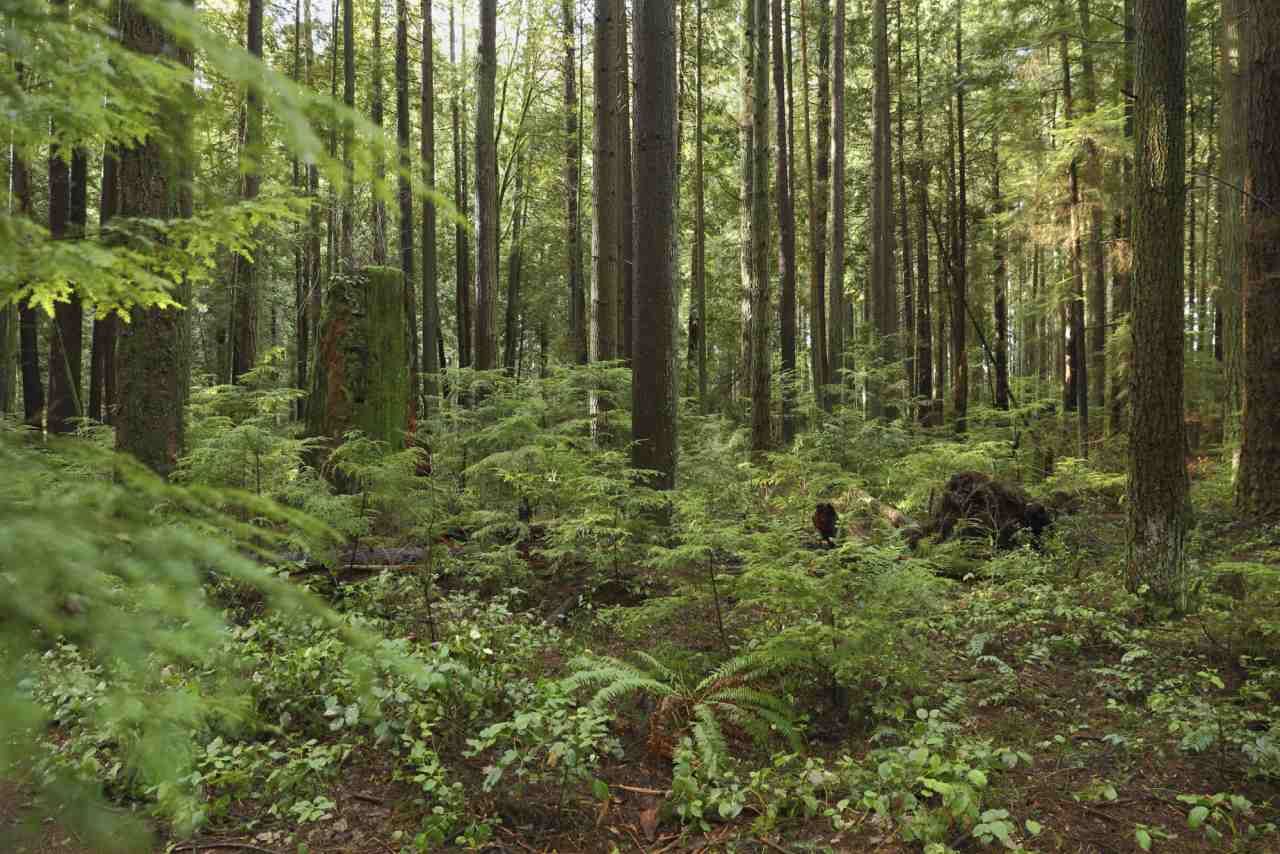 Plantas de sotobosque