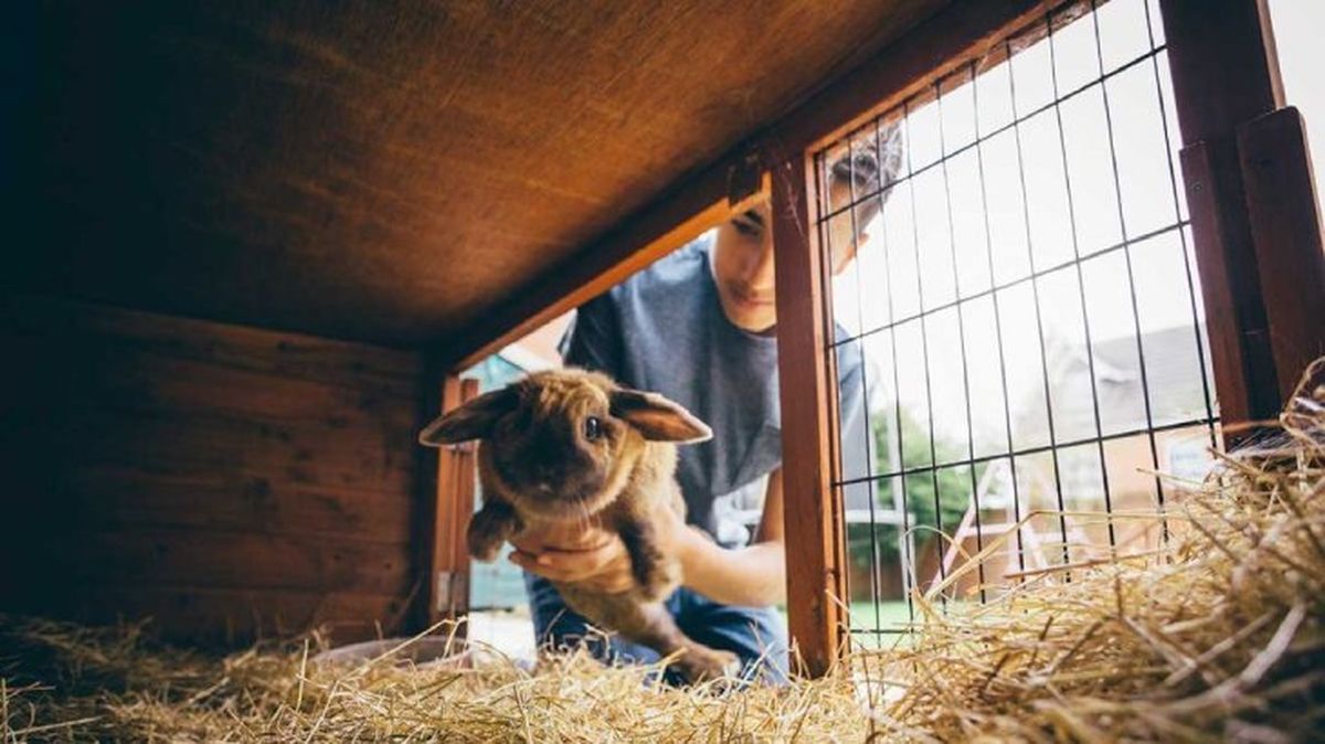 mi conejo muerde la jaula 3