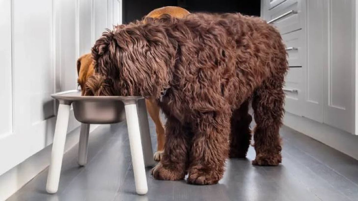 bebederos para perros grandes 4