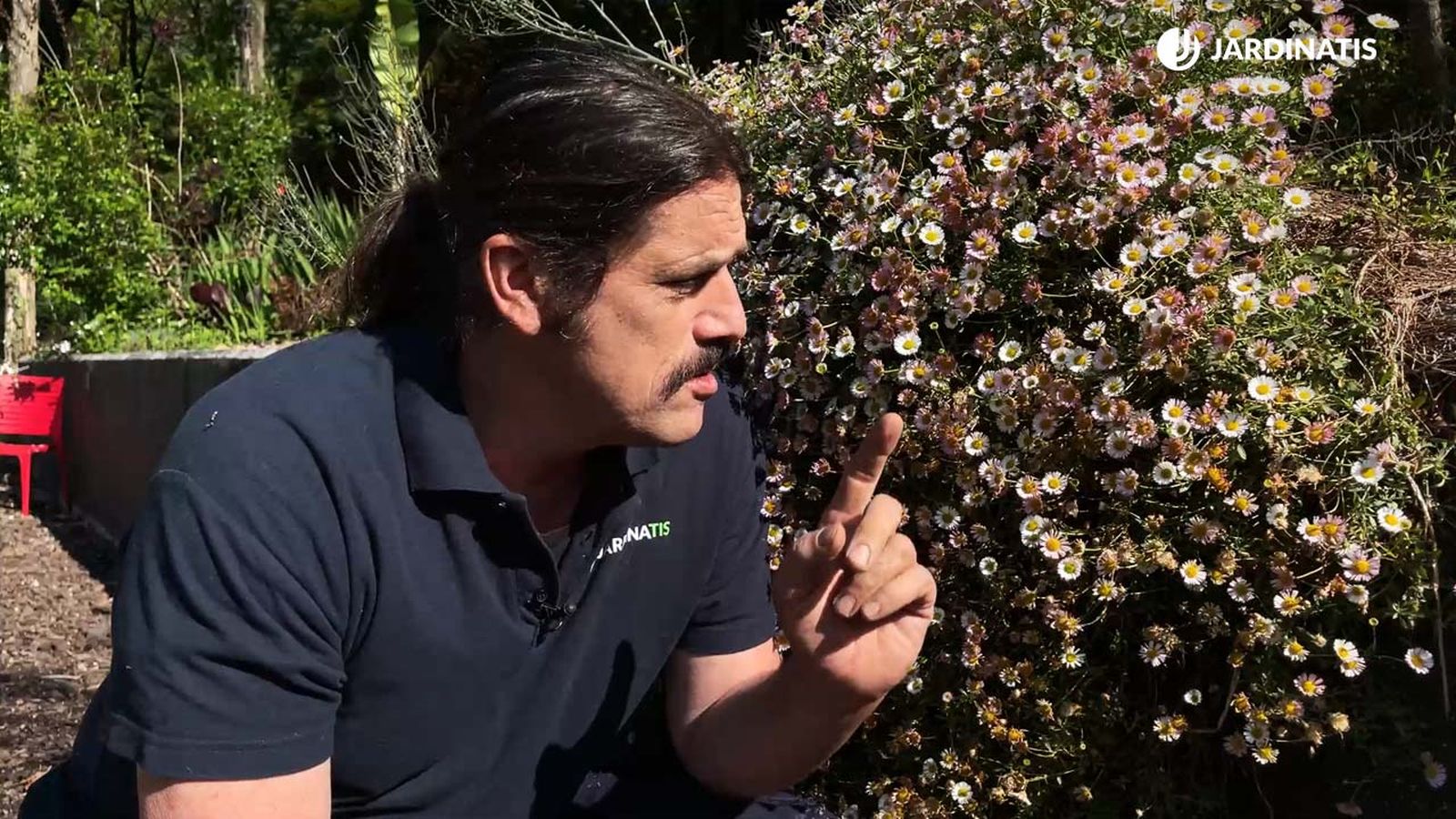 erigeron karvinskianus margarita cimarrona jardin jardinatis 22 14