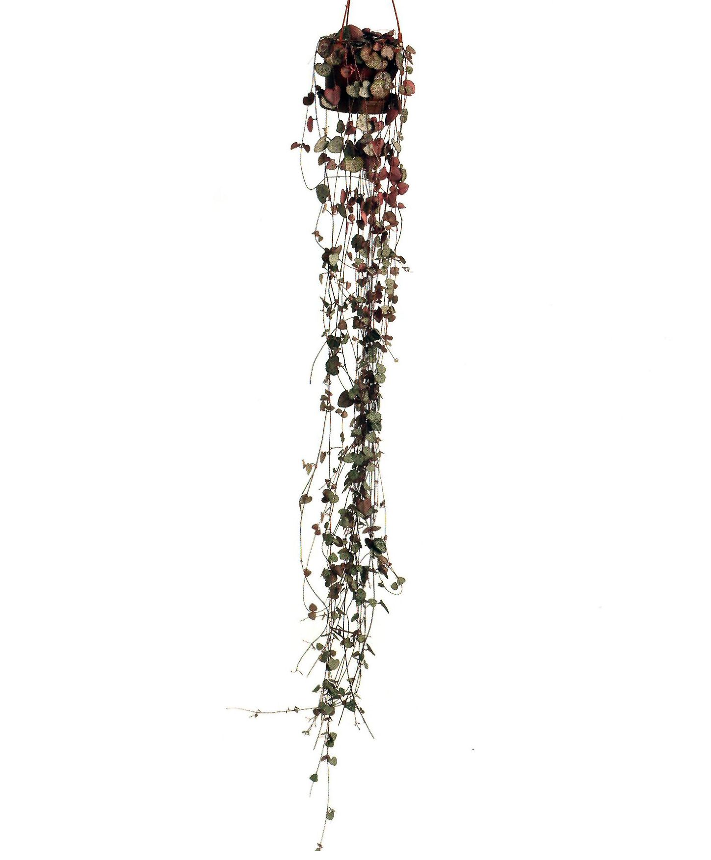 ceropegia