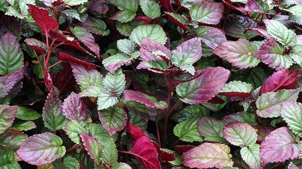 Hemigraphis alternata