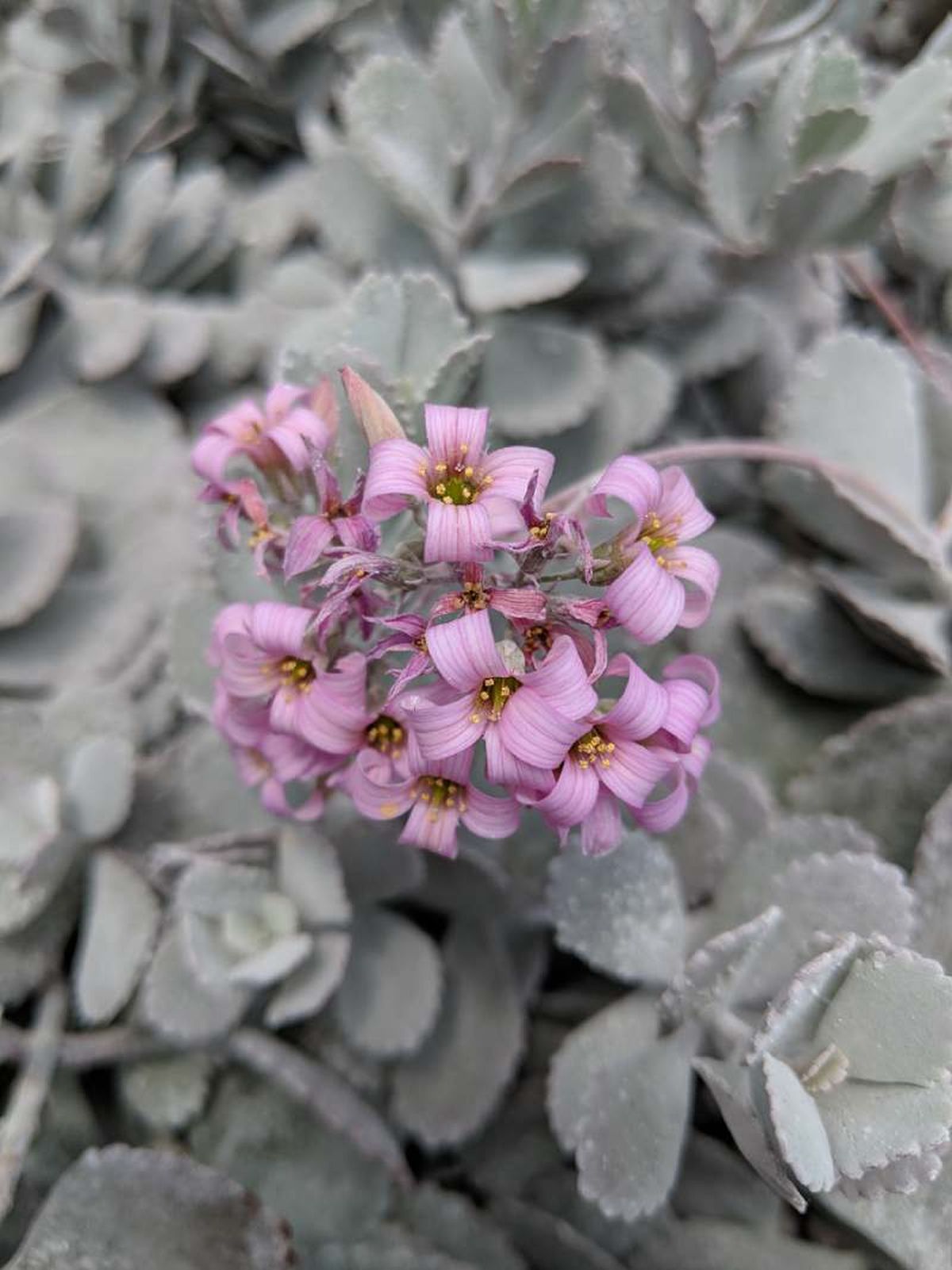 Kalanchoe pumila.