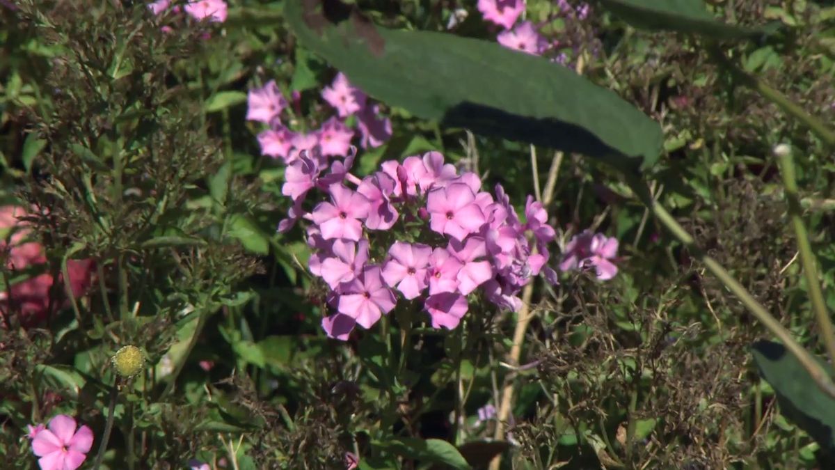 deko0706 jardin otono tonos rosas phlox paniculata