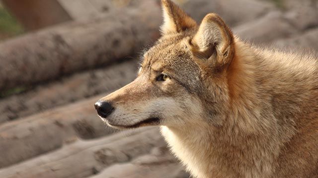lobo gris