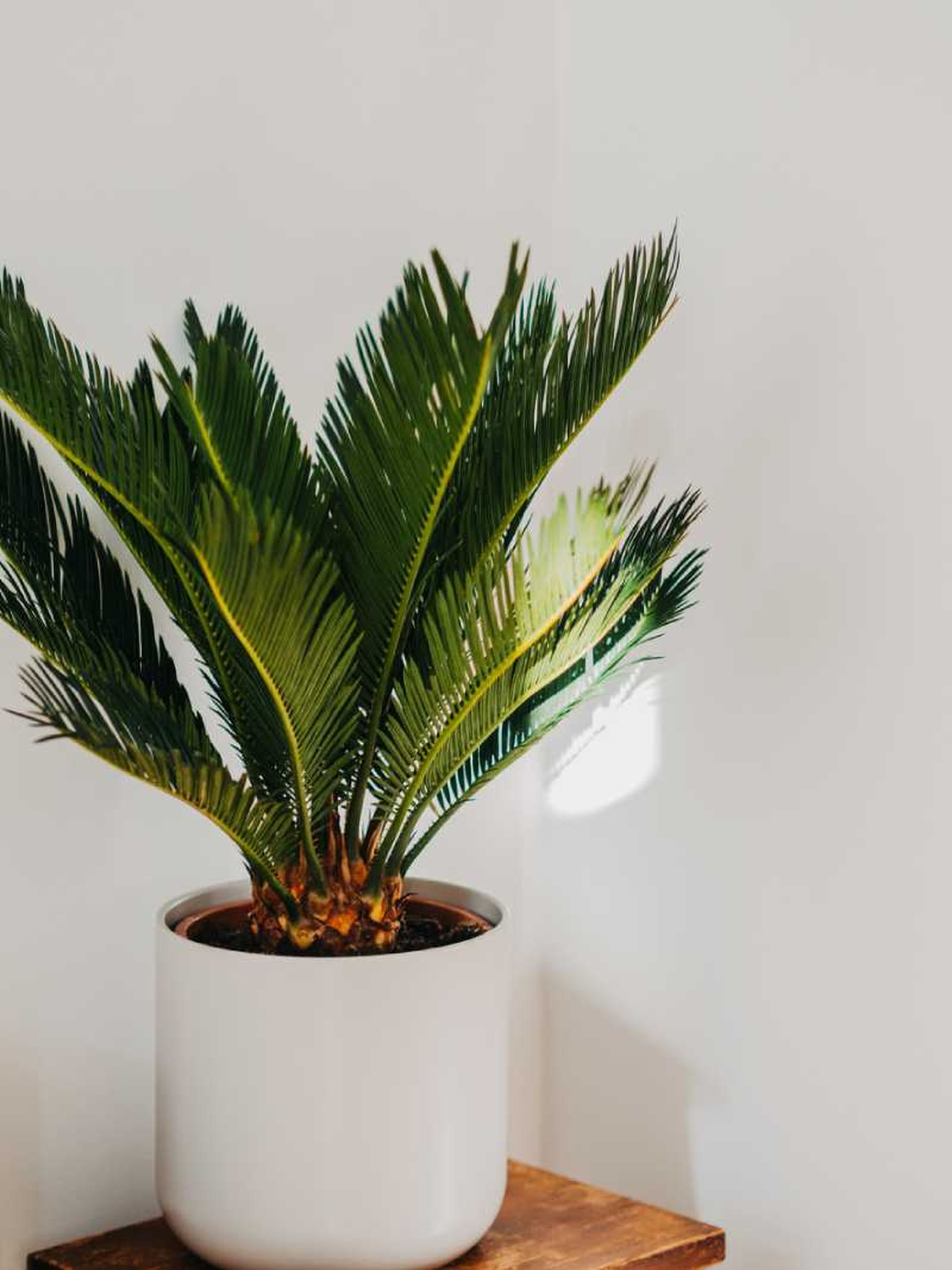 Cycas revoluta.