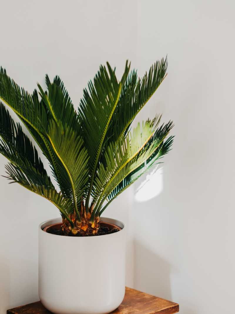 Cycas revoluta.