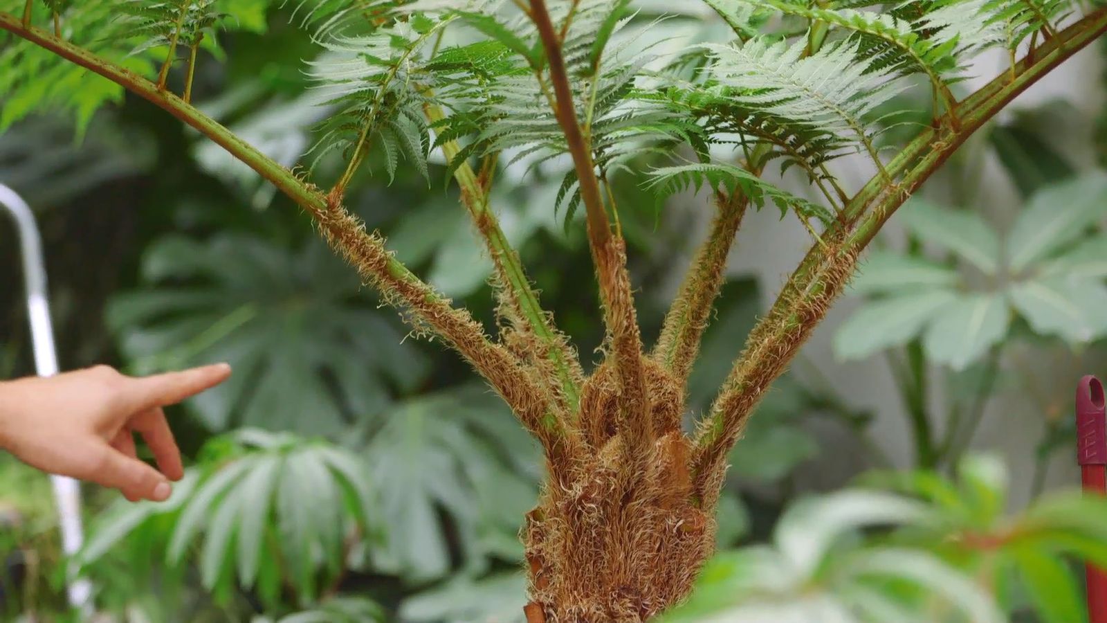 brico 929 3 helecho acebo cyathea cooperi