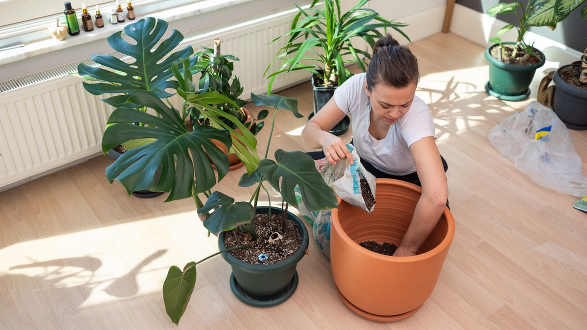 trasplante costilla de adan