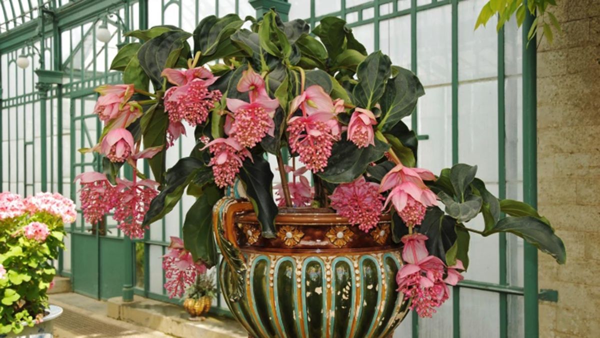 medinilla magnifica planta de interior caracteristicas