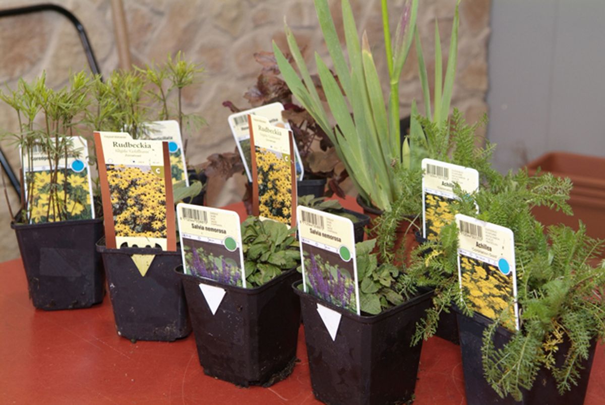 Plantaciondevivacespaso1