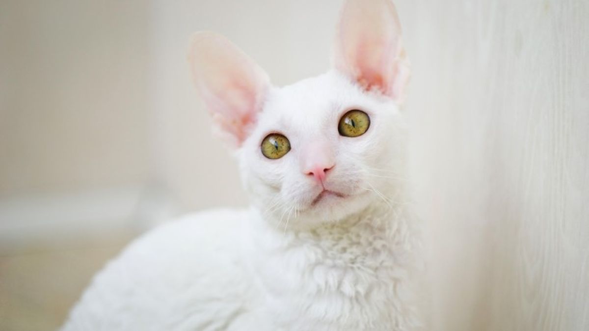 razas de gatos blancos cornish rex