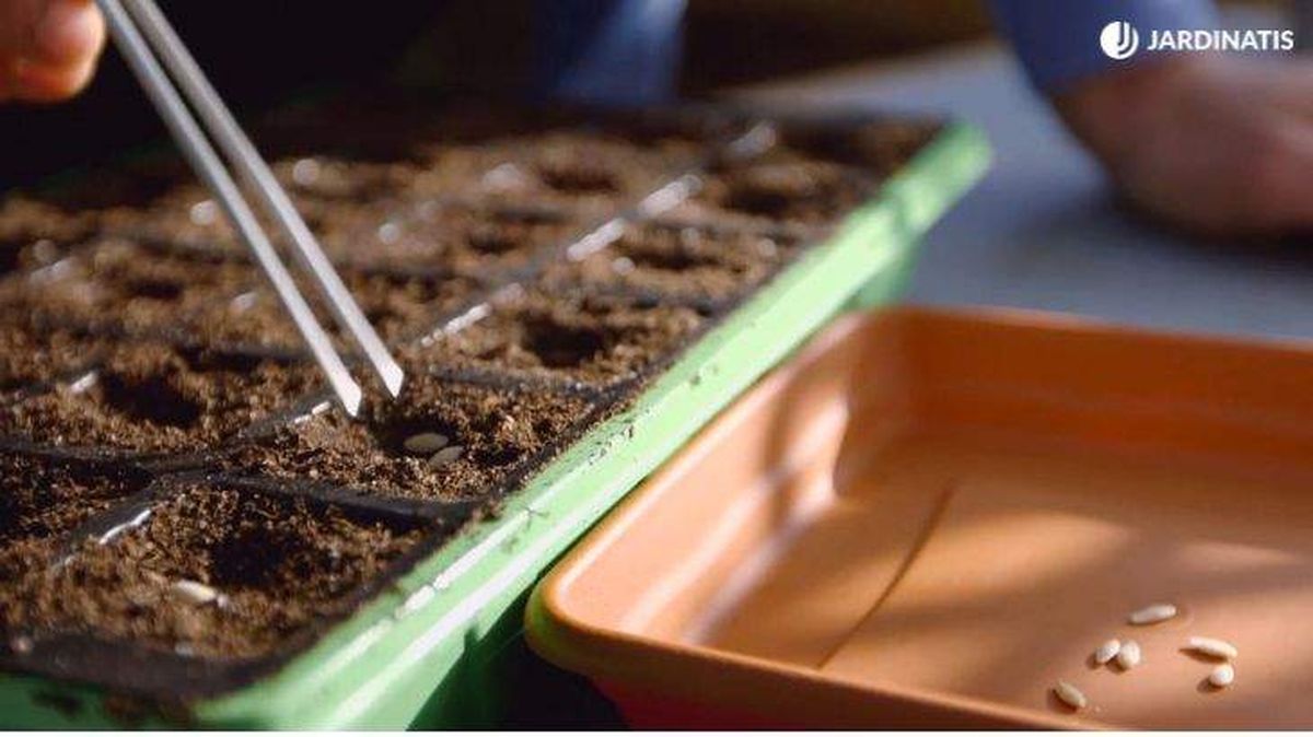 brico 0899 como hacer semillero hortalizas paso 6