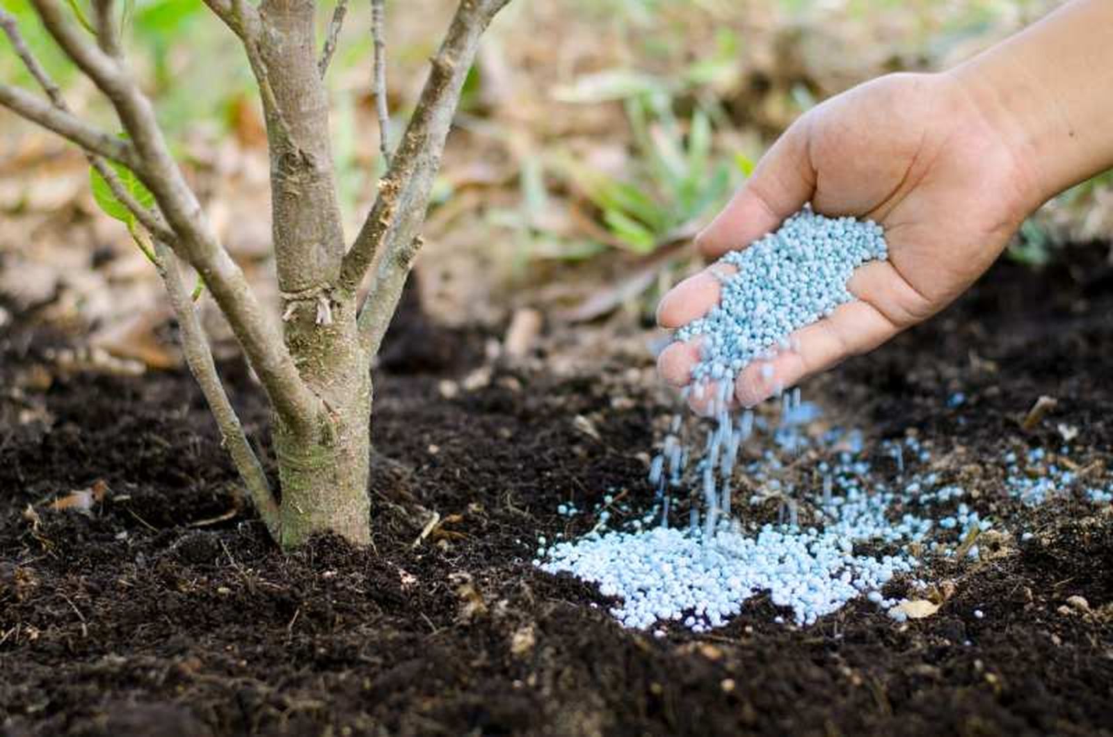La fertilización es un paso muy importante para estos arbustos con flor