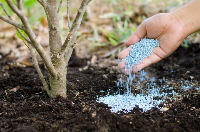 La fertilización es un paso muy importante para estos arbustos con flor