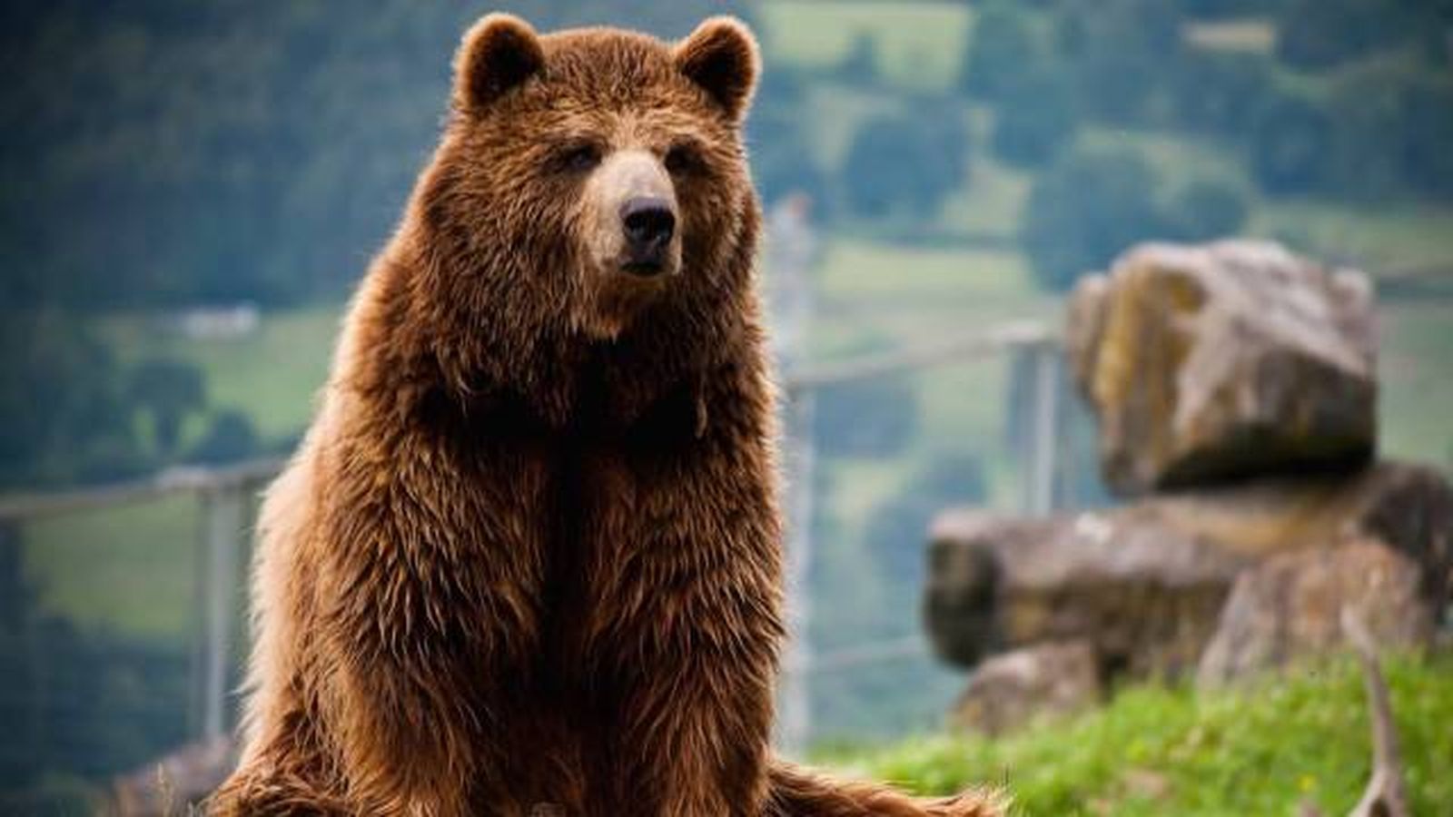 animales karpin centro acogida fauna silvestre oso pardo