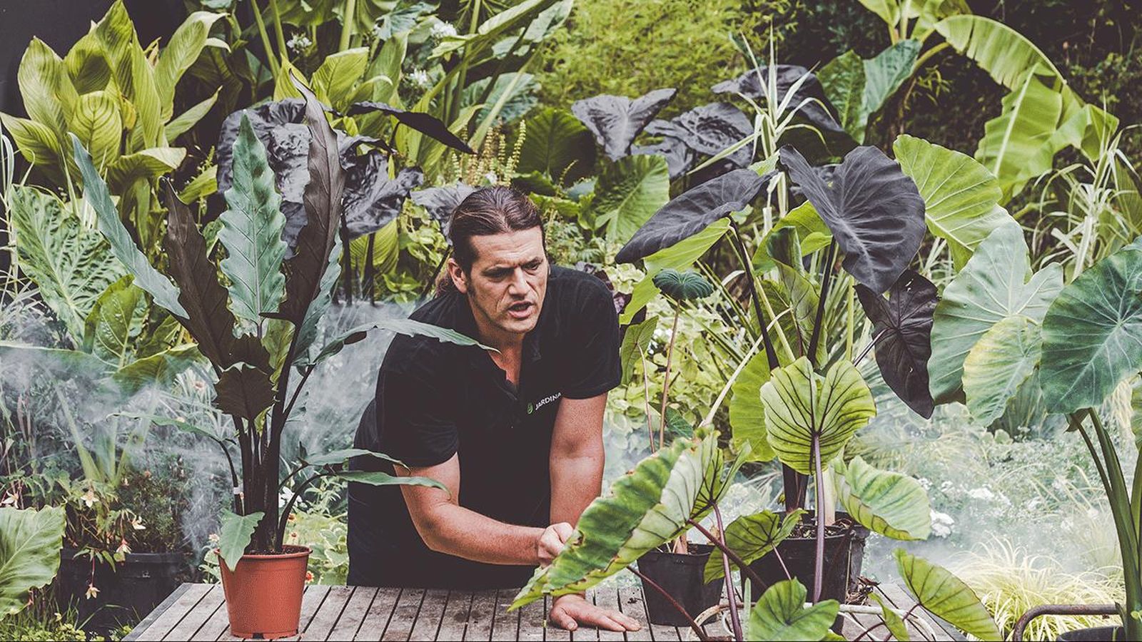 brico 1008 alocaias colocasias diferencias variedades xl