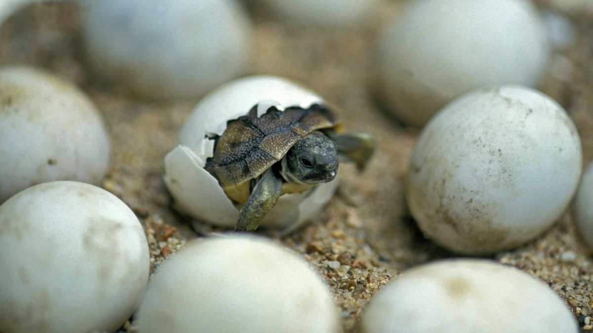 animales oviparos que son ejemplos diferencia viviparos