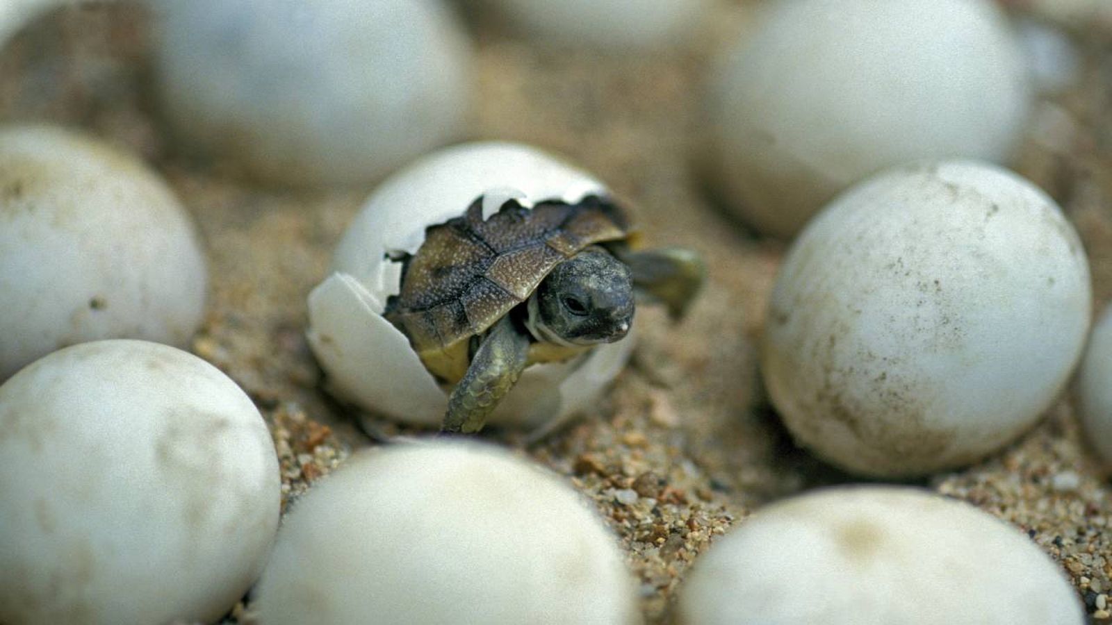 animales oviparos que son ejemplos diferencia viviparos