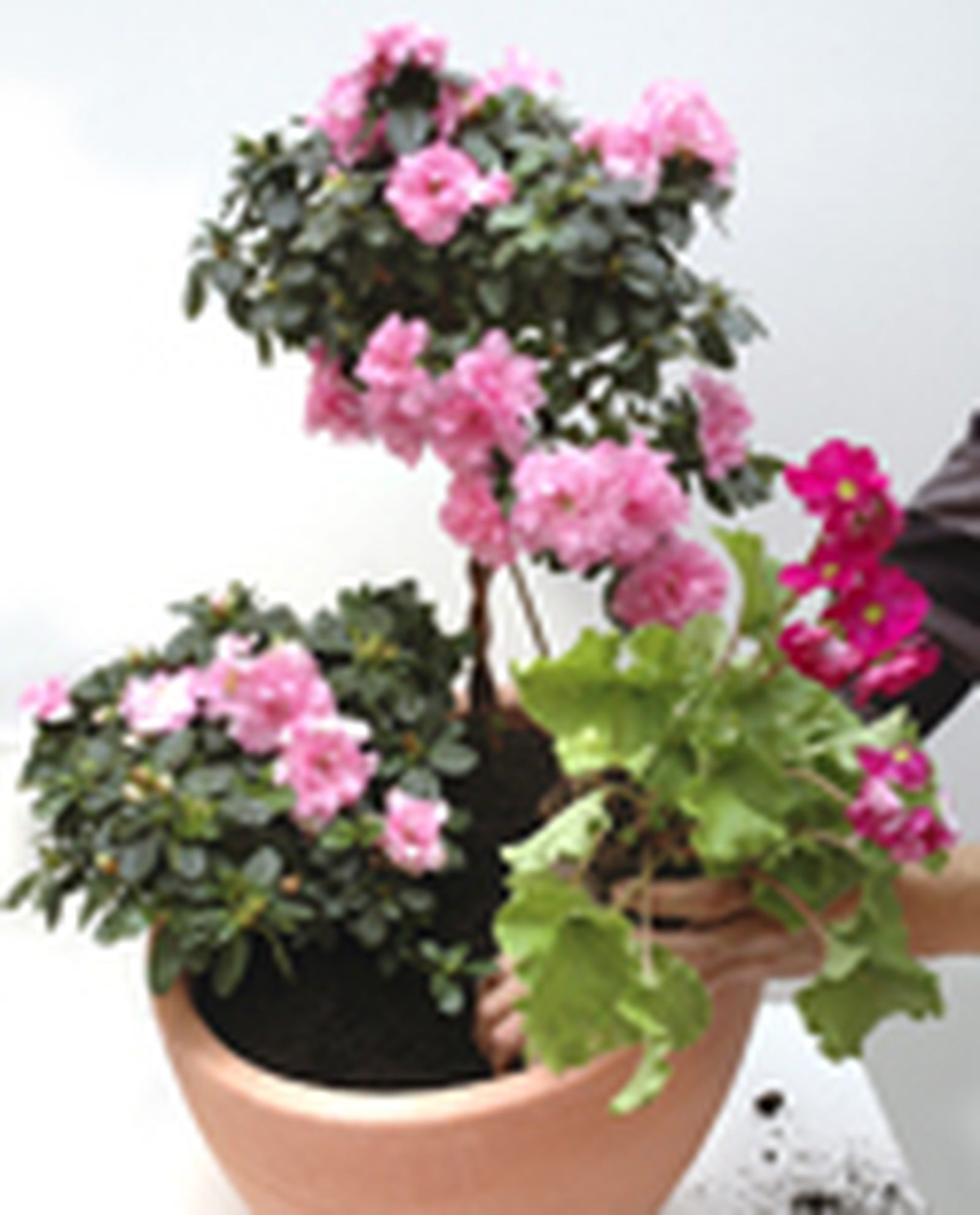 127505 azaleas p04