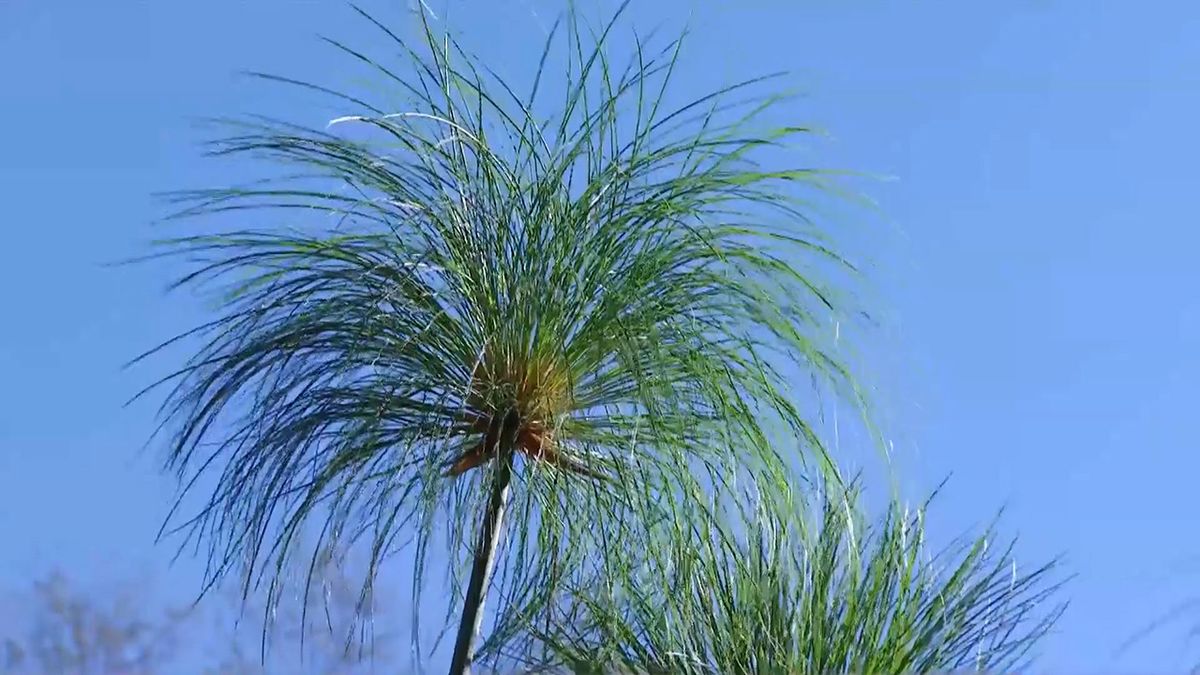 deco 676 cuidados papiro invierno caracteristicas