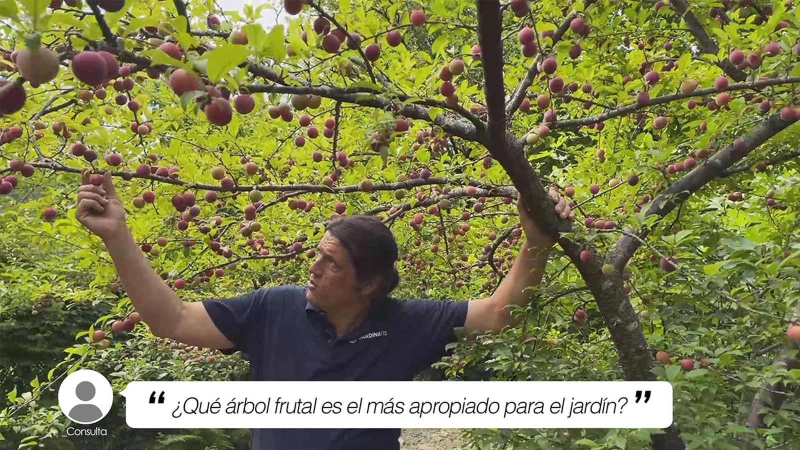 que arbol frutal es el mas apropiado jardin ciruelo xl