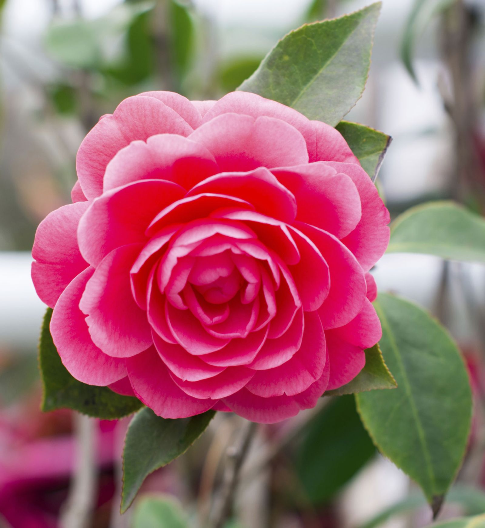 Tipos de camelias 3