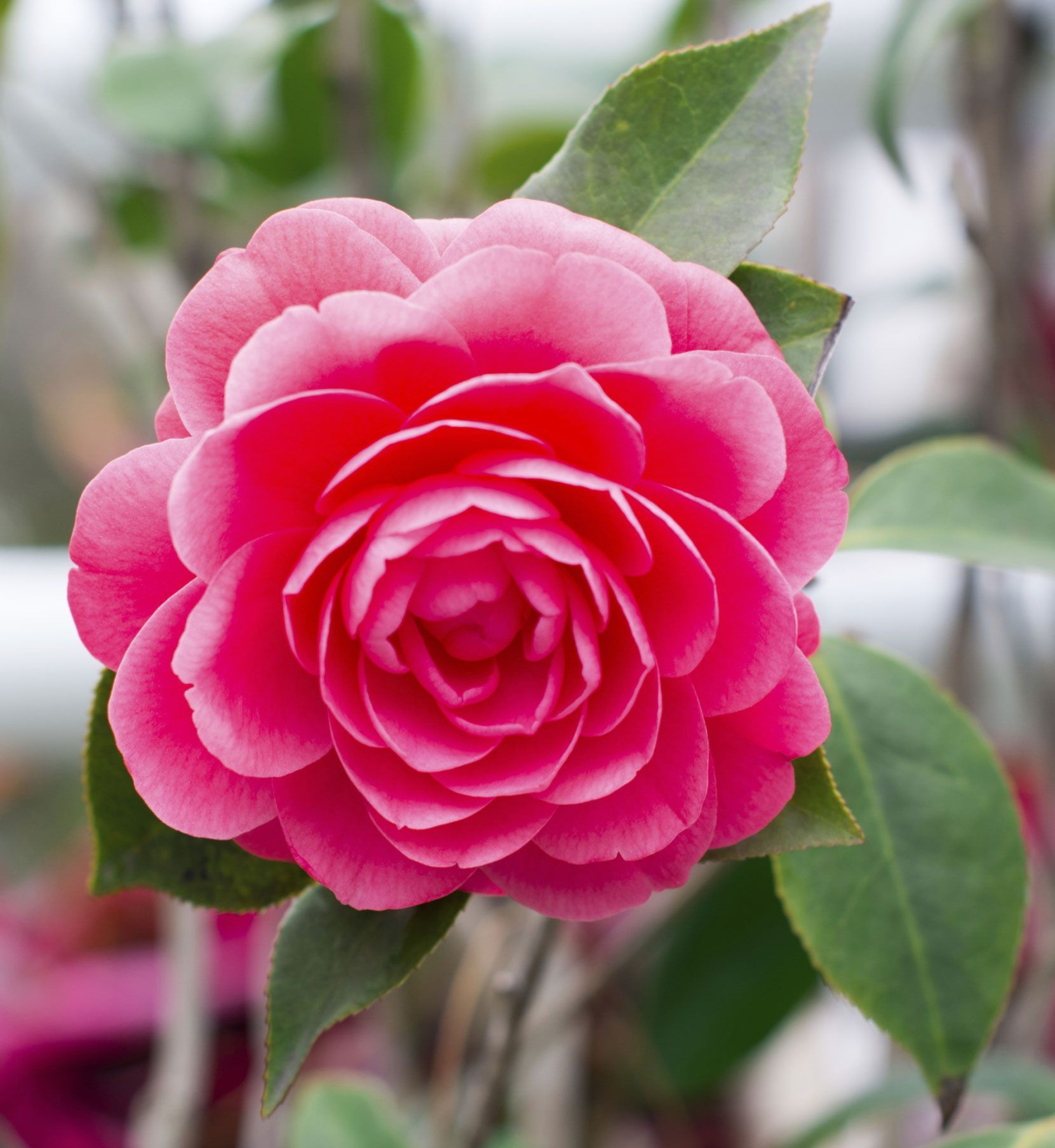 Tipos de camelias 3