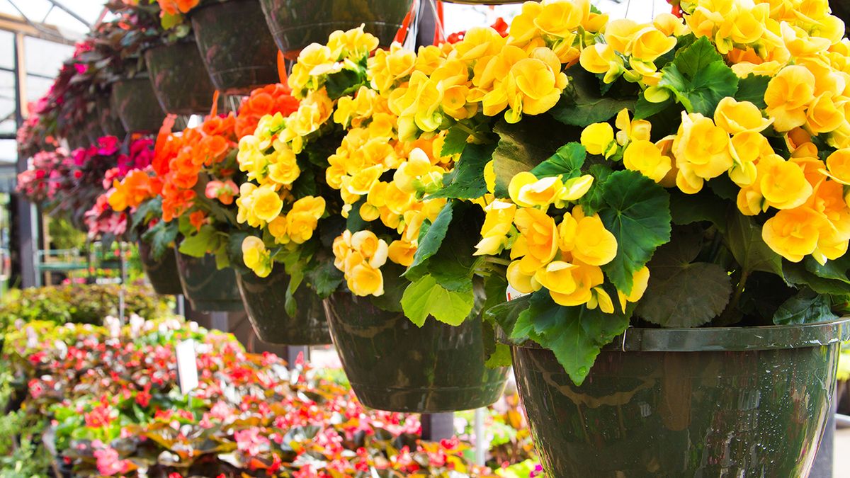 plantas begonias tipos