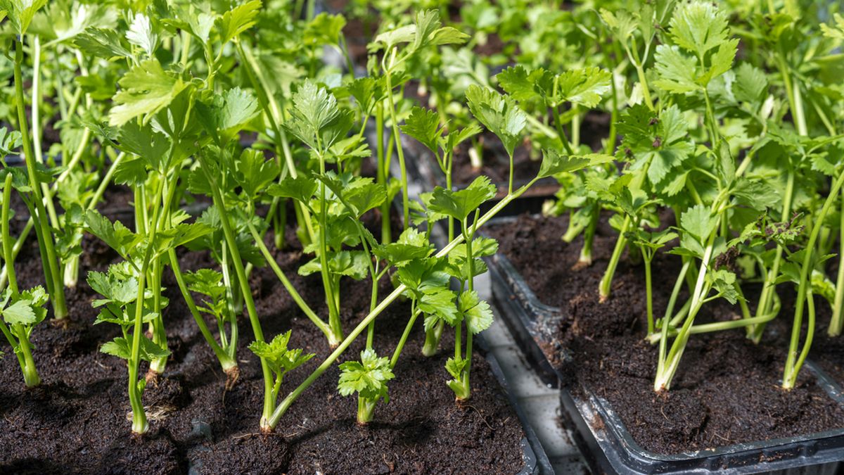 perejil plantado hileras