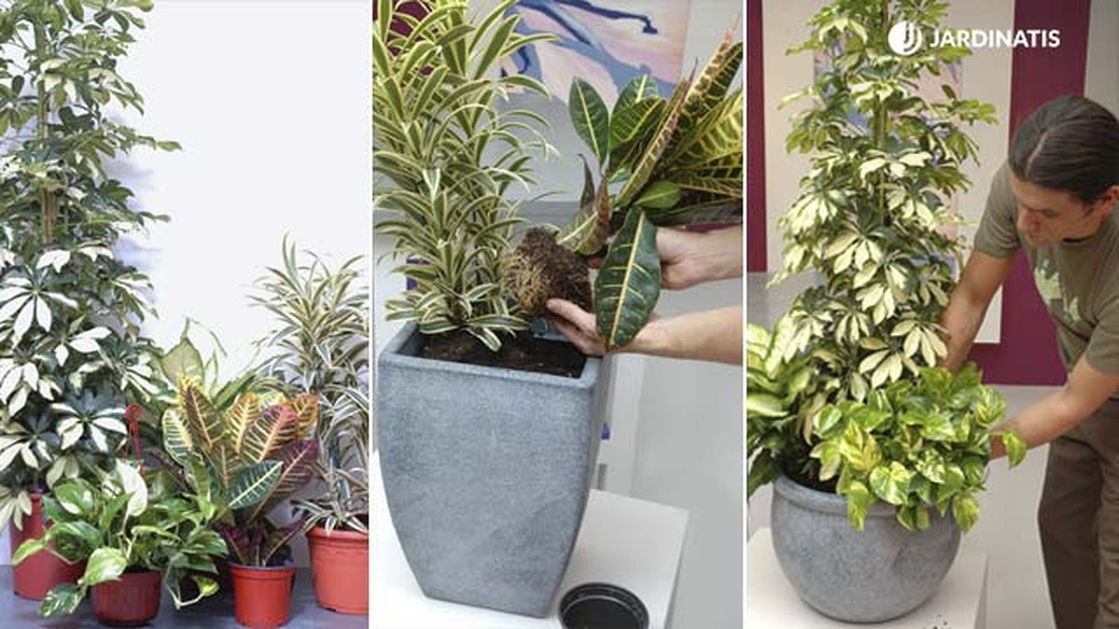 composicion plantas follaje variegado amarillo xl deco 128 jardinatis