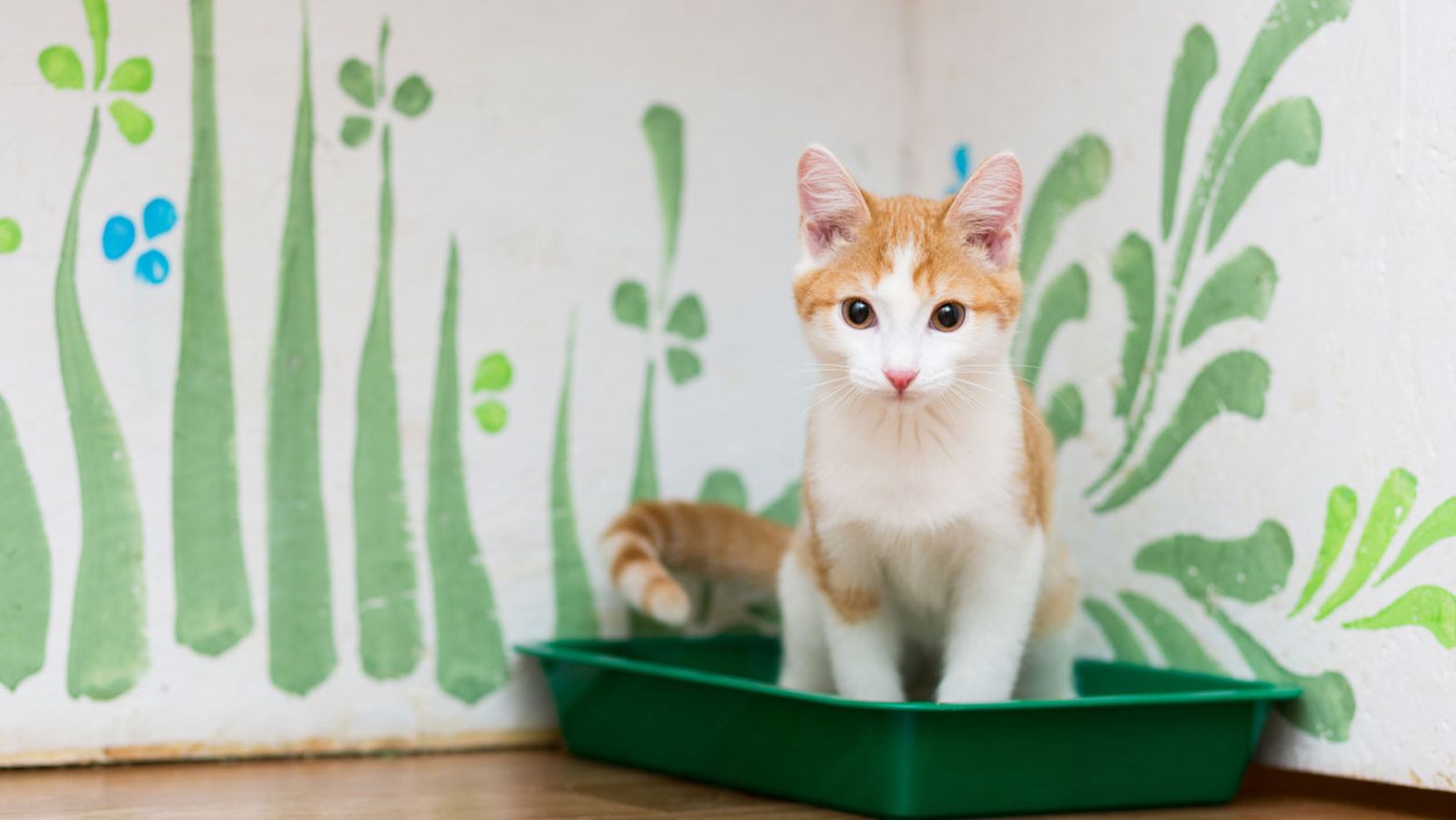 arenero gato