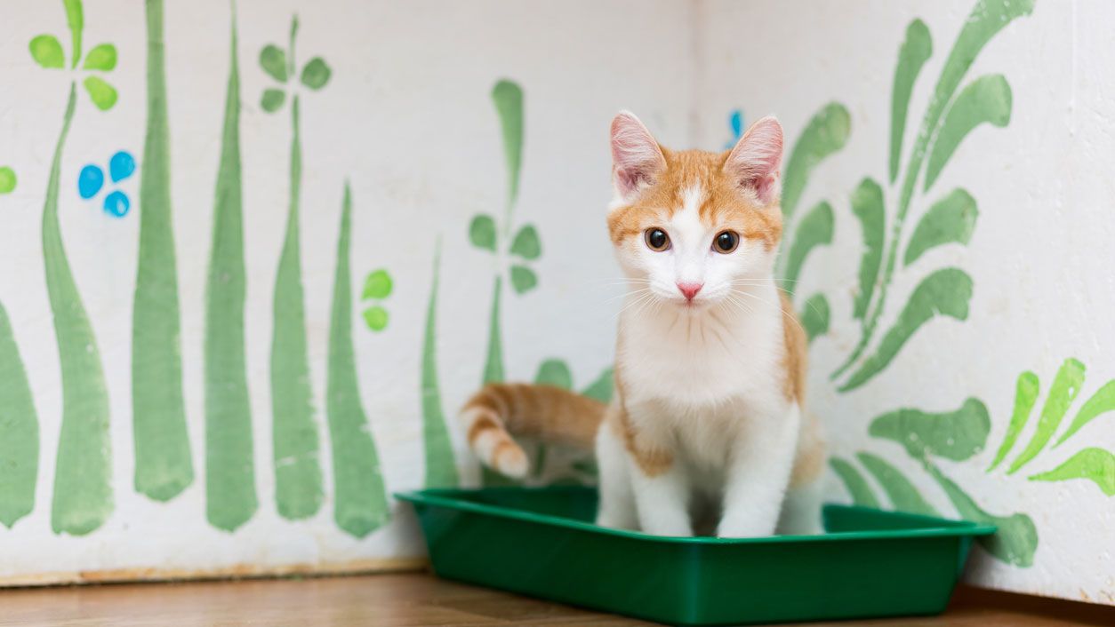 arenero gato