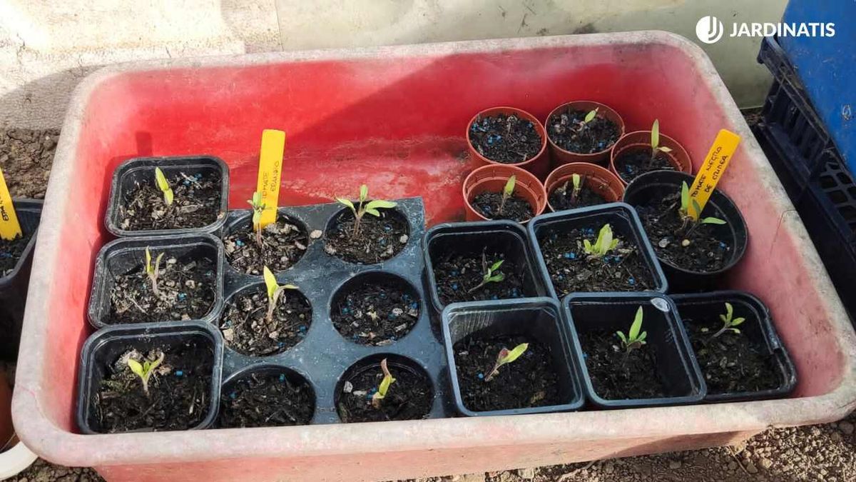 Semillero de tomates