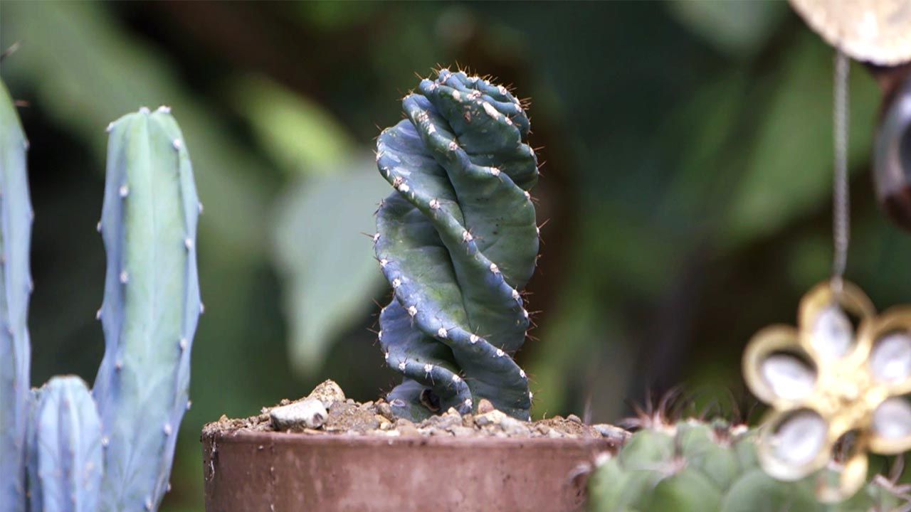 brico 1019 jardin cactus espiral xl