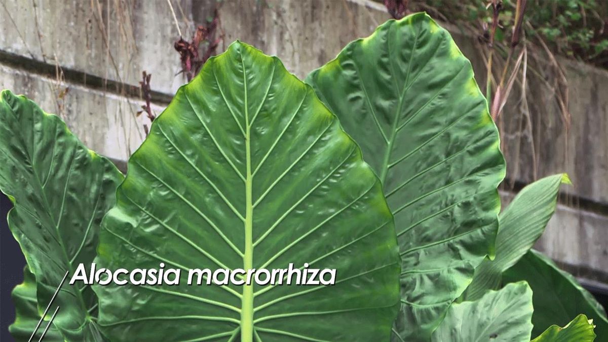 brico 1008 alocasias macrorrhiza