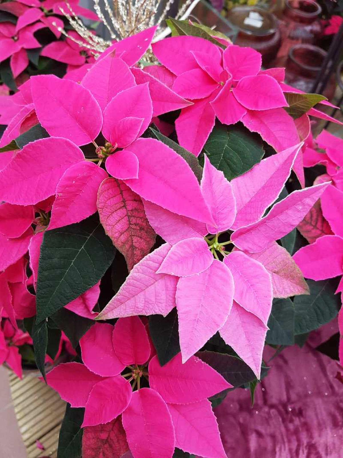 Es conocida como la prima de la Flor de Pascua