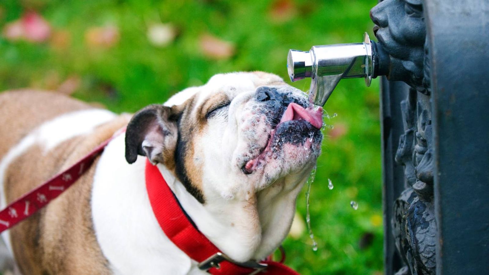 La cantidad de agua que bebe un perro va a depender de su tamaño, actividad y alimentación.
