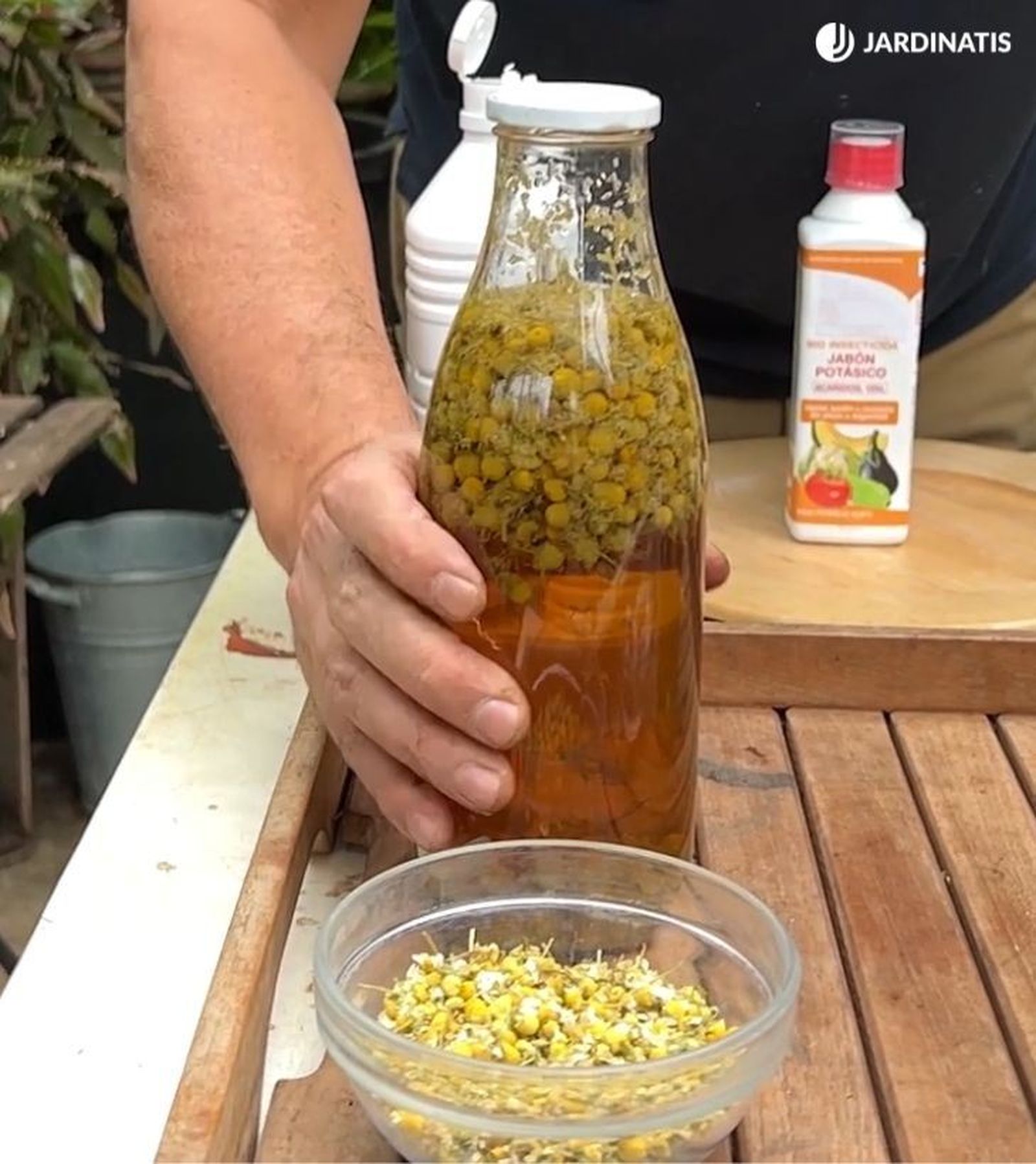 La infusión de manzanilla protege a las plantas