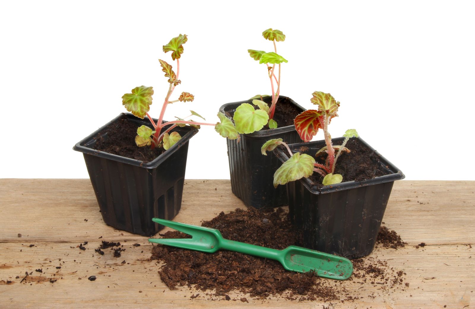 DEKO_578_JARDIN Hacer esquejes plantas tallo acuoso